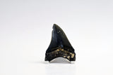 Megalodon - 3.50"