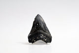 Megalodon - 3.84"