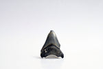 Megalodon - 2.72"