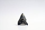 Megalodon - 2.72"