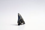 Megalodon - 2.72"