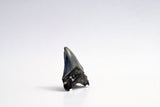 Megalodon - 2.72"