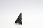 Megalodon - 2.72"