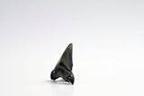 Megalodon - 2.72"