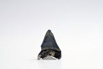 Megalodon - 2.72"