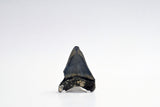 Megalodon - 2.72"