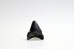 Megalodon - 2.58"