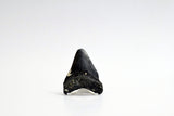 Megalodon - 2.58"