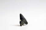Megalodon - 2.58"