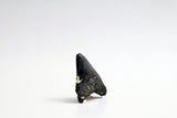 Megalodon - 2.58"