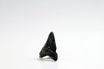 Megalodon - 2.58"