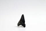 Megalodon - 2.58"