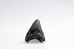 Megalodon - 3.13"