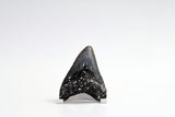 Megalodon - 3.13"