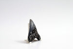 Megalodon - 3.13"