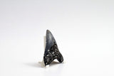 Megalodon - 3.13"