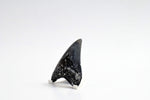 Megalodon - 3.13"