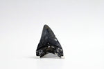 Megalodon - 3.13"