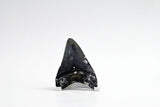 Megalodon - 3.13"