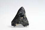 Megalodon - 4.17"