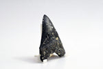 Megalodon - 4.17"