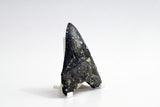 Megalodon - 4.17"