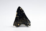 Megalodon - 4.17"