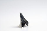 Megalodon - 2.88"